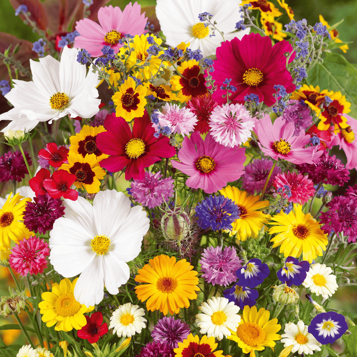 LoveleiicBloom™ – Farverigt Blomstermix med over 60 Sorter (1000 stk.)