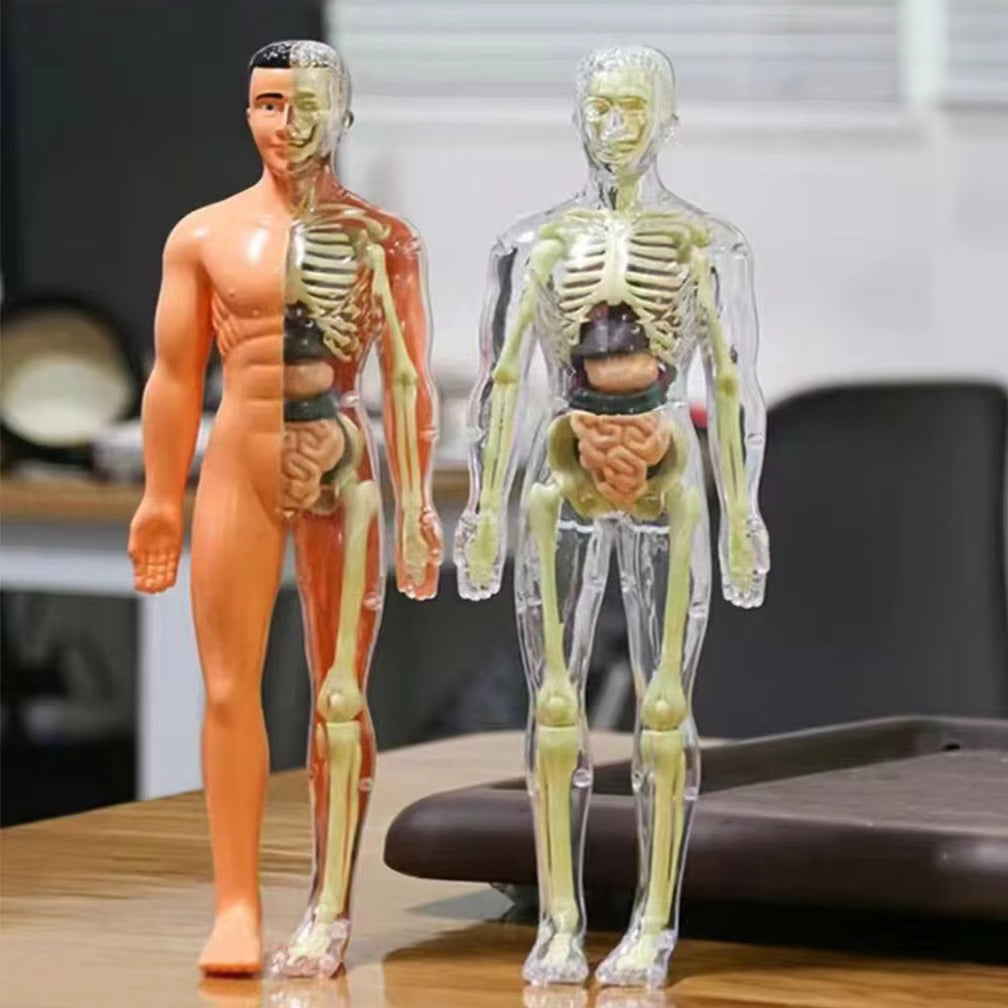 BodyQuest® - Læringsmodel af menneskekroppen til børn