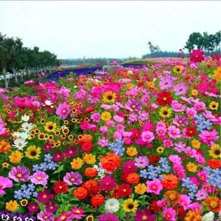 LoveleiicBloom™ – Farverigt Blomstermix med over 60 Sorter (1000 stk.)