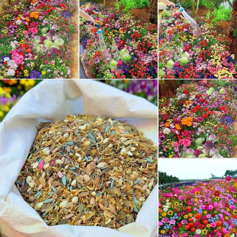 LoveleiicBloom™ – Farverigt Blomstermix med over 60 Sorter (1000 stk.)