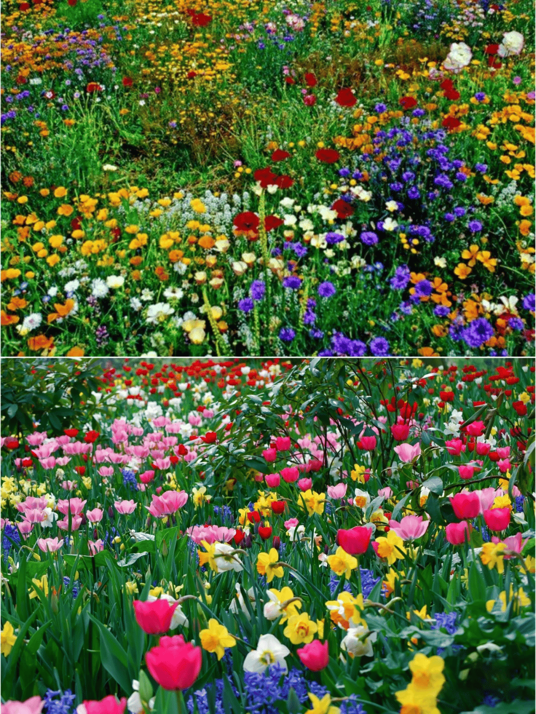 LoveleiicBloom™ – Farverigt Blomstermix med over 60 Sorter (1000 stk.)