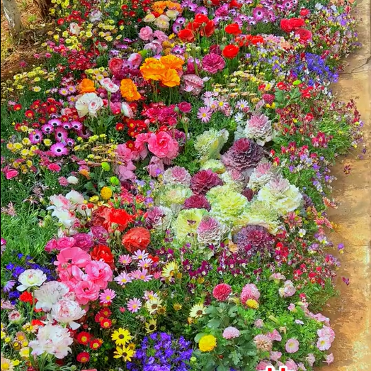LoveleiicBloom™ – Farverigt Blomstermix med over 60 Sorter (1000 stk.)
