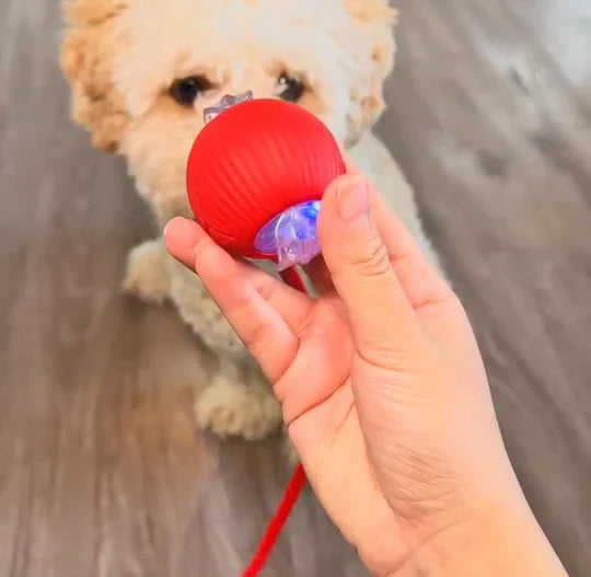 PoteBold™ | Interaktiv legebold til hunde og katte