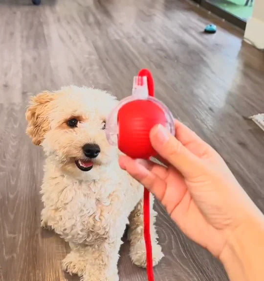 PoteBold™ | Interaktiv legebold til hunde og katte