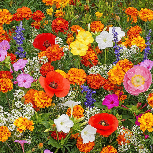 LoveleiicBloom™ – Farverigt Blomstermix med over 60 Sorter (1000 stk.)