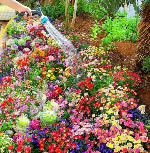 LoveleiicBloom™ – Farverigt Blomstermix med over 60 Sorter (1000 stk.)